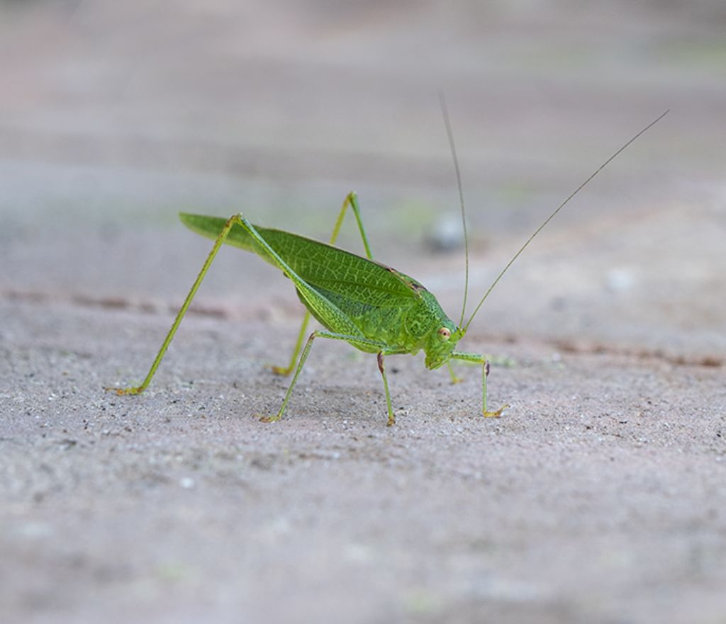 Phaneroptera sp.